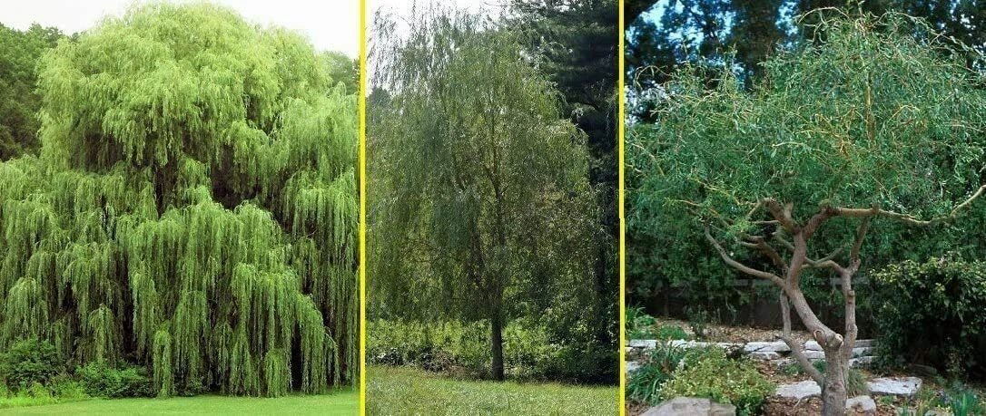 Willow Trees Bundle - 5 Pack: 2 Weeping, 2 Austree Hybrid, 1 Corkscrew - Salix spp.