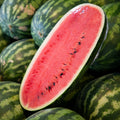 Congo Watermelon Seeds - 50+ Seeds for Garden Planting - Citrullus lanatus - USA Quality, Free Shipping