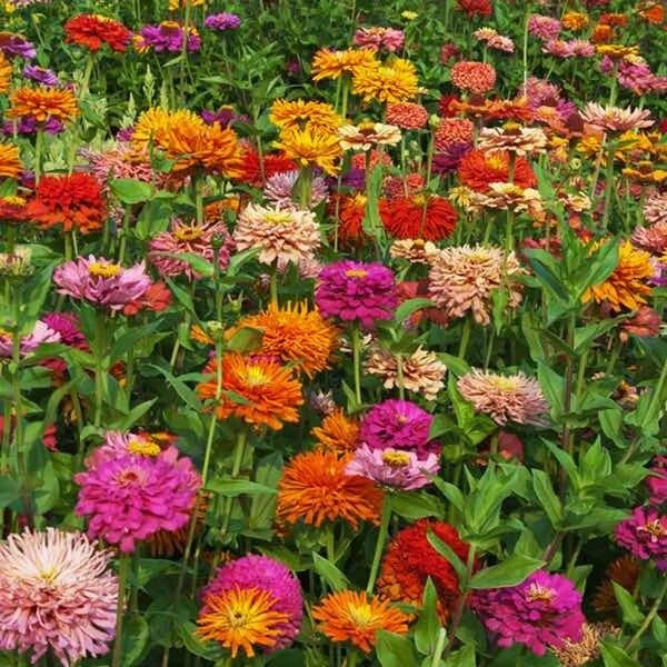 Giant Cactus Pinca Mix Zinnia Seeds - 100+ Pack - Colorful Garden Flowers - Zinnia Elegans