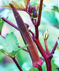 Red Burgundy Okra Seeds - 50+ Fresh Vegetable Seeds (Abelmoschus esculentus) - Heirloom Variety - USA Grown