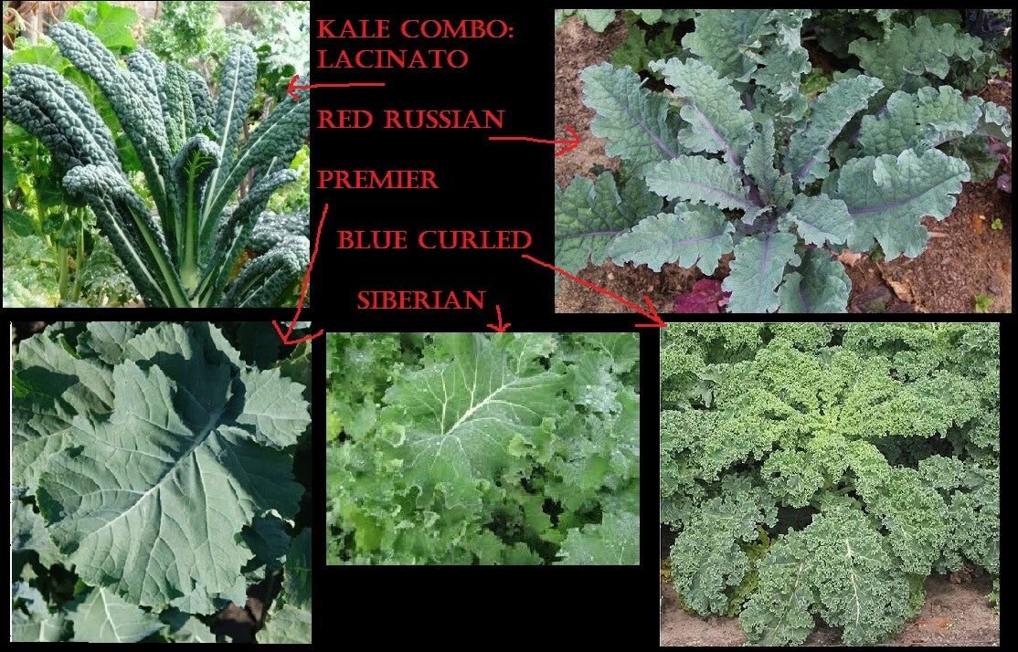 Combo Kale Seeds - 100 Seeds Each Lacinato, Red Russian, Blue Curled, Siberian, Premier - Brassica oleracea