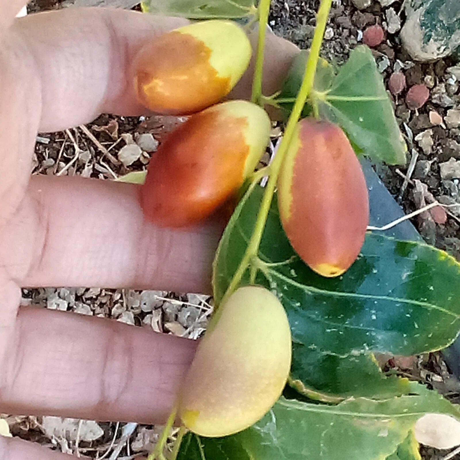 Tsao Jujube Tree Cutting 8" Thin Scion Wood for Grafting - Ziziphus jujuba - NO-Root