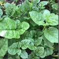 Organic Green Malabar Spinach Seeds - 30+ Count, Mồng Tơi, Includes Free Green Round Eggplant Seeds, Basella alba