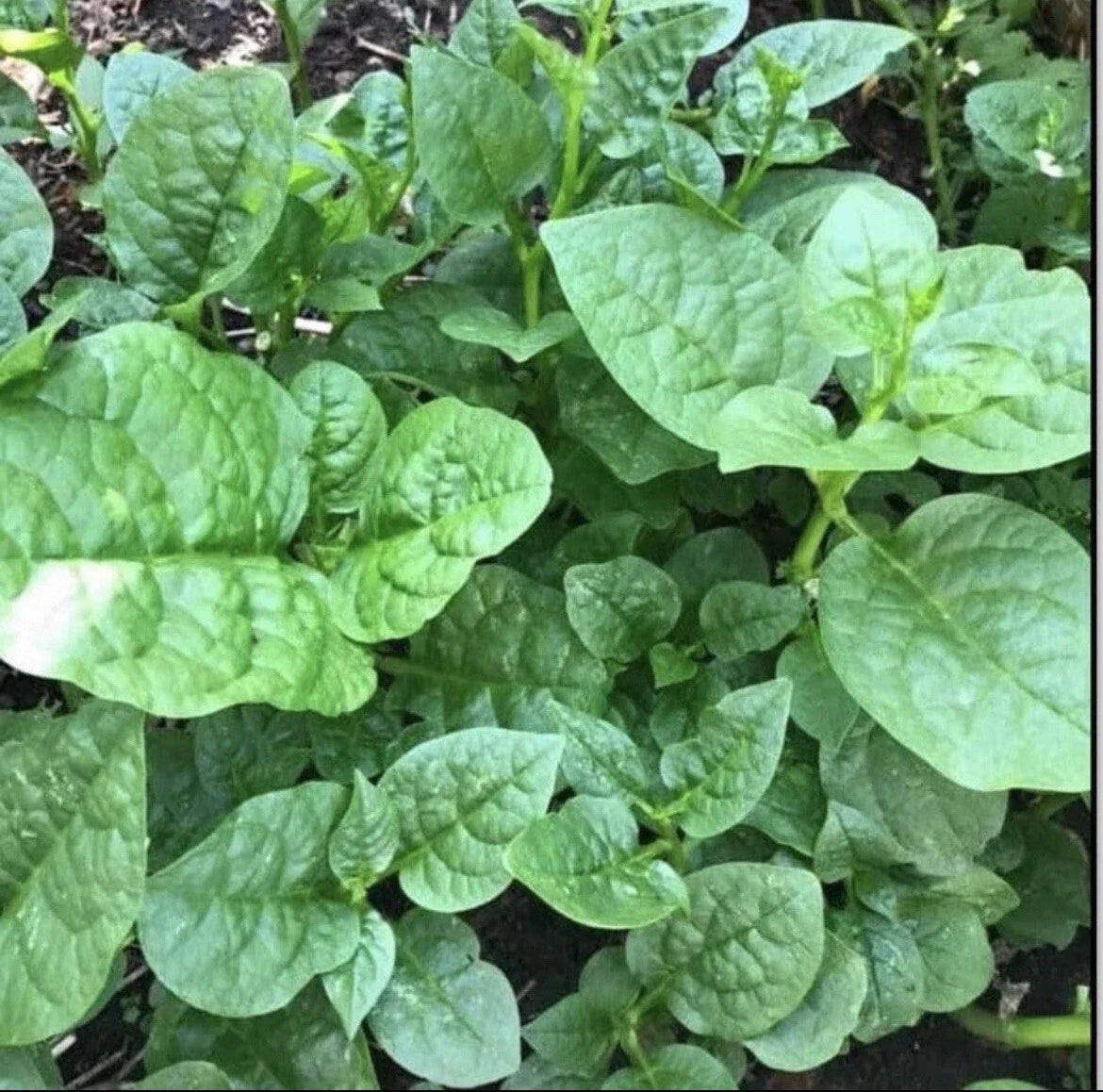 Organic Green Malabar Spinach Seeds - 30+ Count, Mồng Tơi, Includes Free Green Round Eggplant Seeds, Basella alba