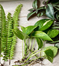 Rooted Plant Cuttings Set - 15 Cuttings Mix - Indoor Plants Collection - Ideal for Propagation and Decoration