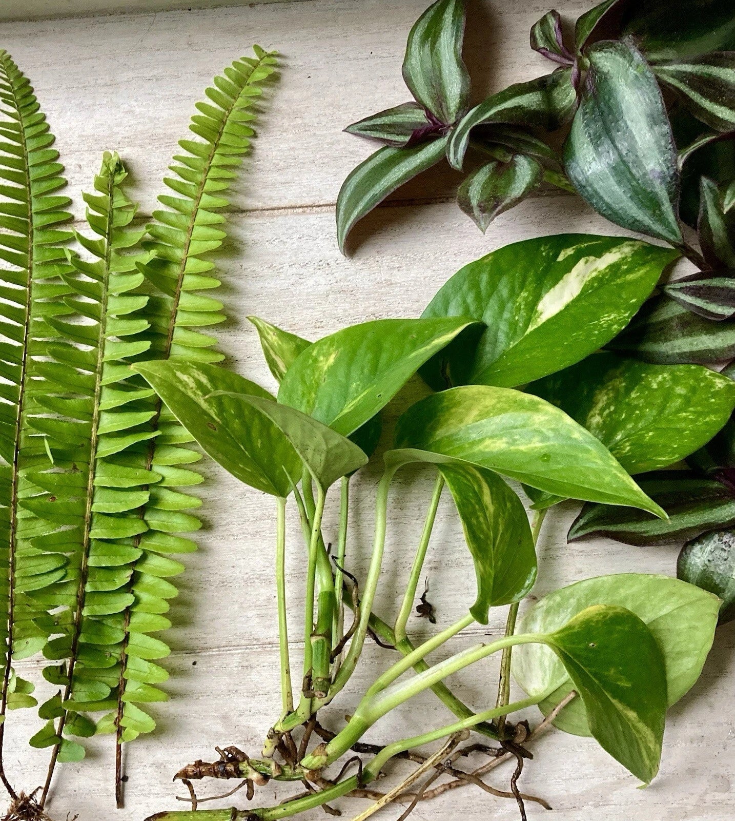 Rooted Plant Cuttings Set - 15 Cuttings Mix - Indoor Plants Collection - Ideal for Propagation and Decoration
