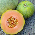 Minnesota Midget Melon Seeds 50+ Cantaloupe Garden Vine Fruit Cucumis melo - Heirloom, Sweet, Compact Variety