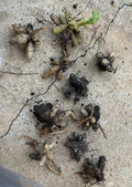 Peruvian Lily Tubers 10 Clusters Pacific Sunset Hybrids Astromelia Psittacina Hummingbird Attracting Bare Root Plants