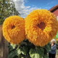 Giant Teddy Bear Sunflower Seeds 50pcs - Yellow Fluffy Double Blooms (Helianthus annuus)