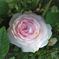 Clotilde Soupert Rose Plant - Heirloom Polyantha, White Pink Fragrant Flower, Own Root, USDA Zones 7-9, Starter Size 4-Inch Pot