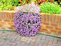 Pink Rock Soapwort Seeds - 500+ Perennial Groundcover for Containers & Baskets - Saponaria ocymoides