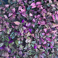 Tradescantia Zebrina Cuttings Bundle of 5 | Wandering Jew Plant | Easy Care Houseplant