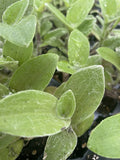Rooted Cuttings Tradescantia White Fuzzy Easy Care Live Houseplants