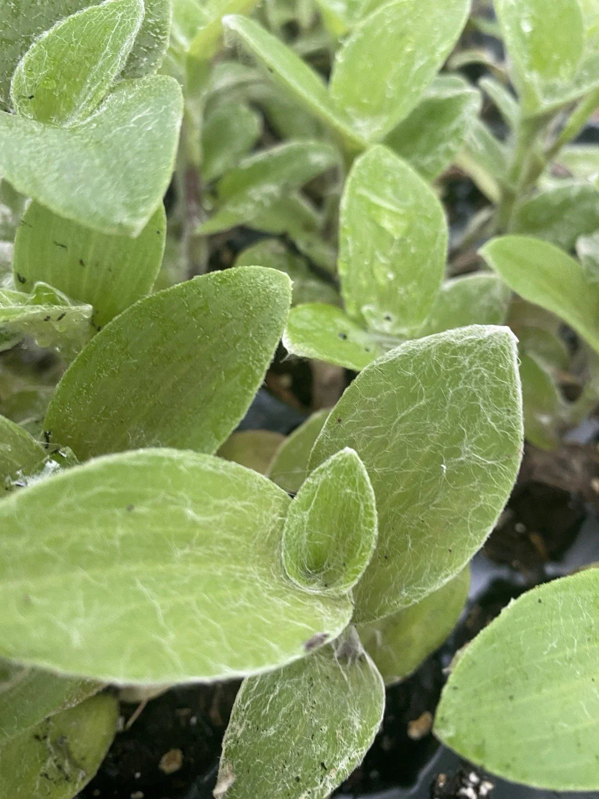 Rooted Cuttings Tradescantia White Fuzzy Easy Care Live Houseplants