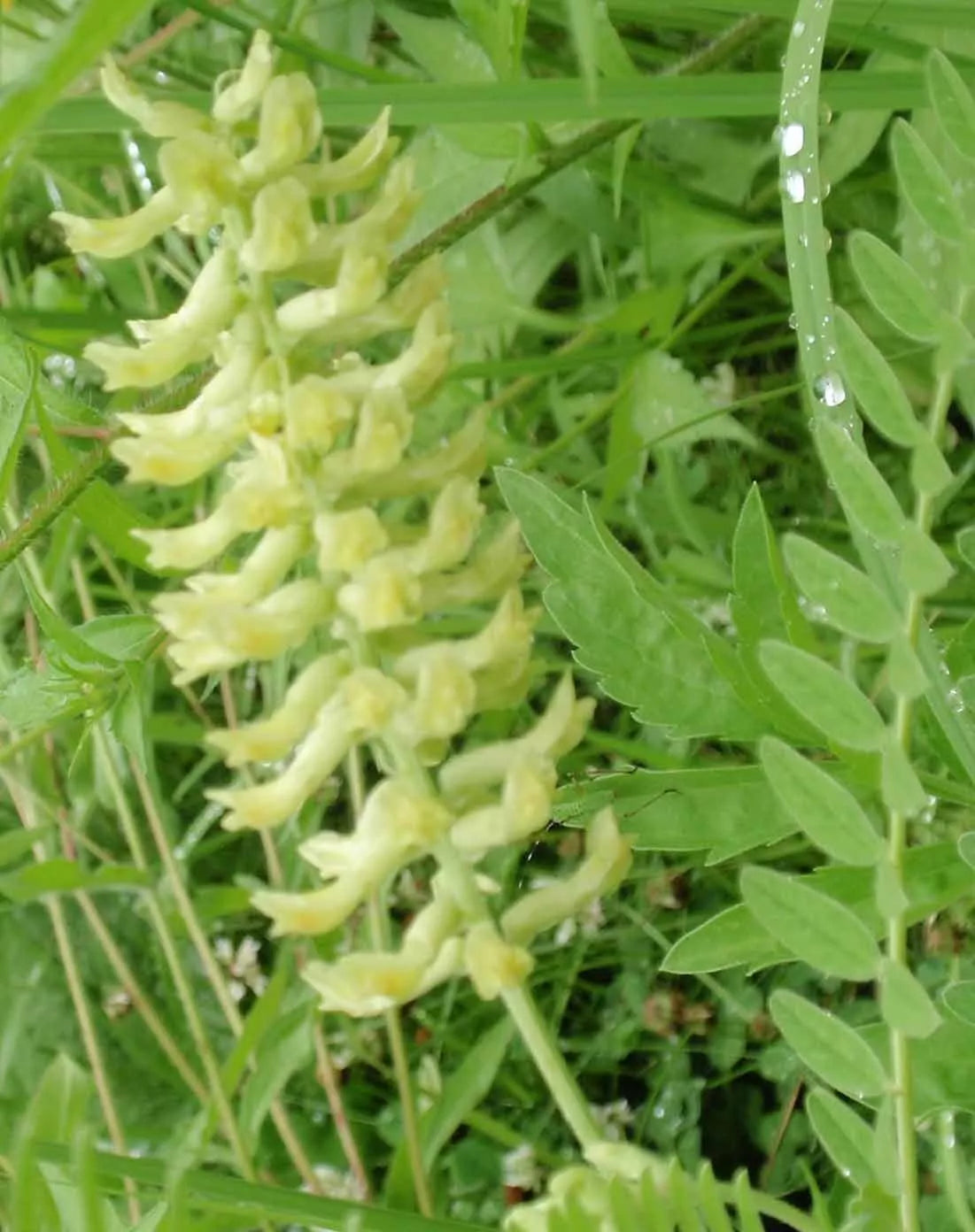 Vetch Seeds - 115 Seeds - Canadian Milk with Light Yellow Blossoms - GroCo