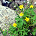 50+ Seeds Yellow Wood Sorrel Organic Lemon Clover Oxalis stricta 03/25 Harvest