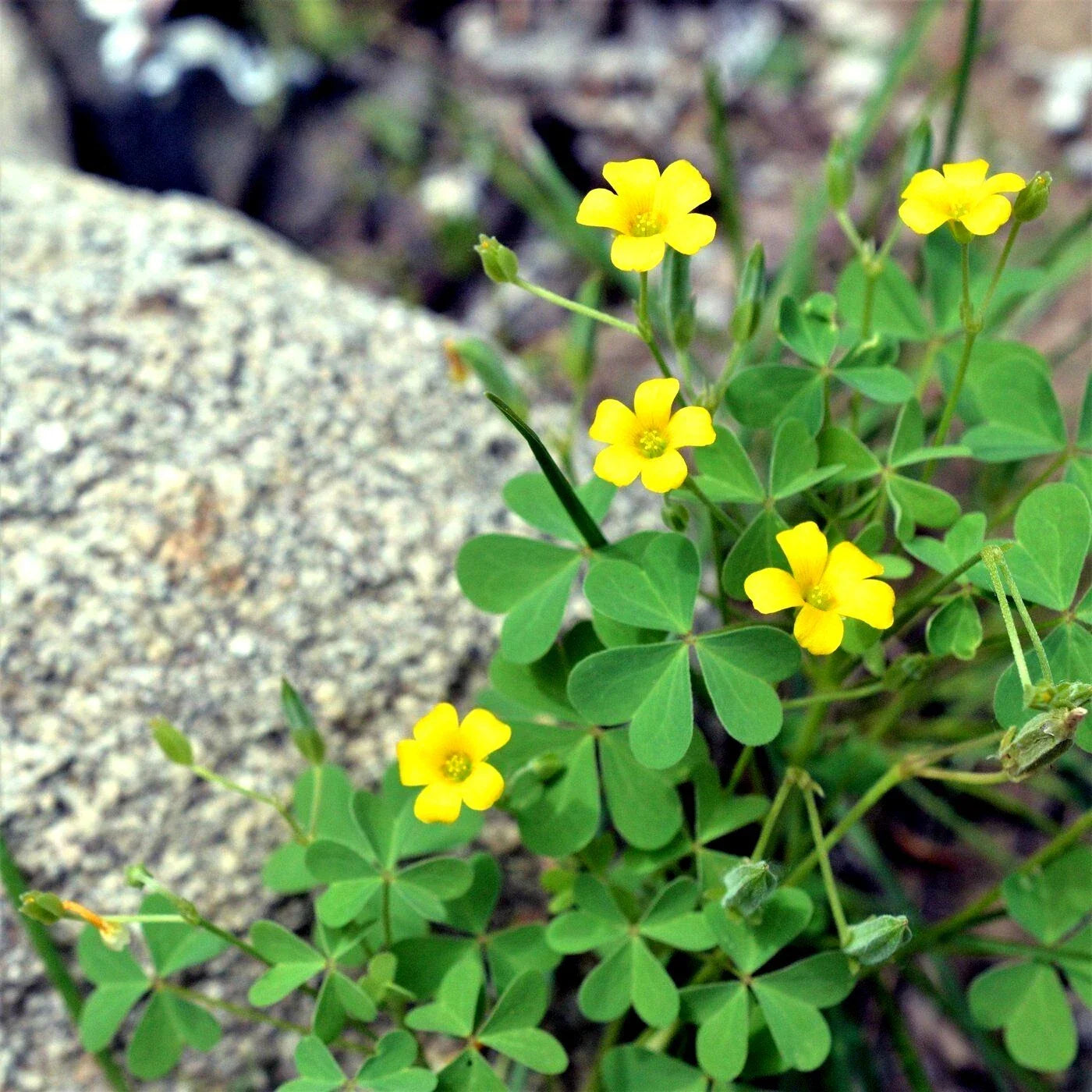 50+ Seeds Yellow Wood Sorrel Organic Lemon Clover Oxalis stricta 03/25 Harvest