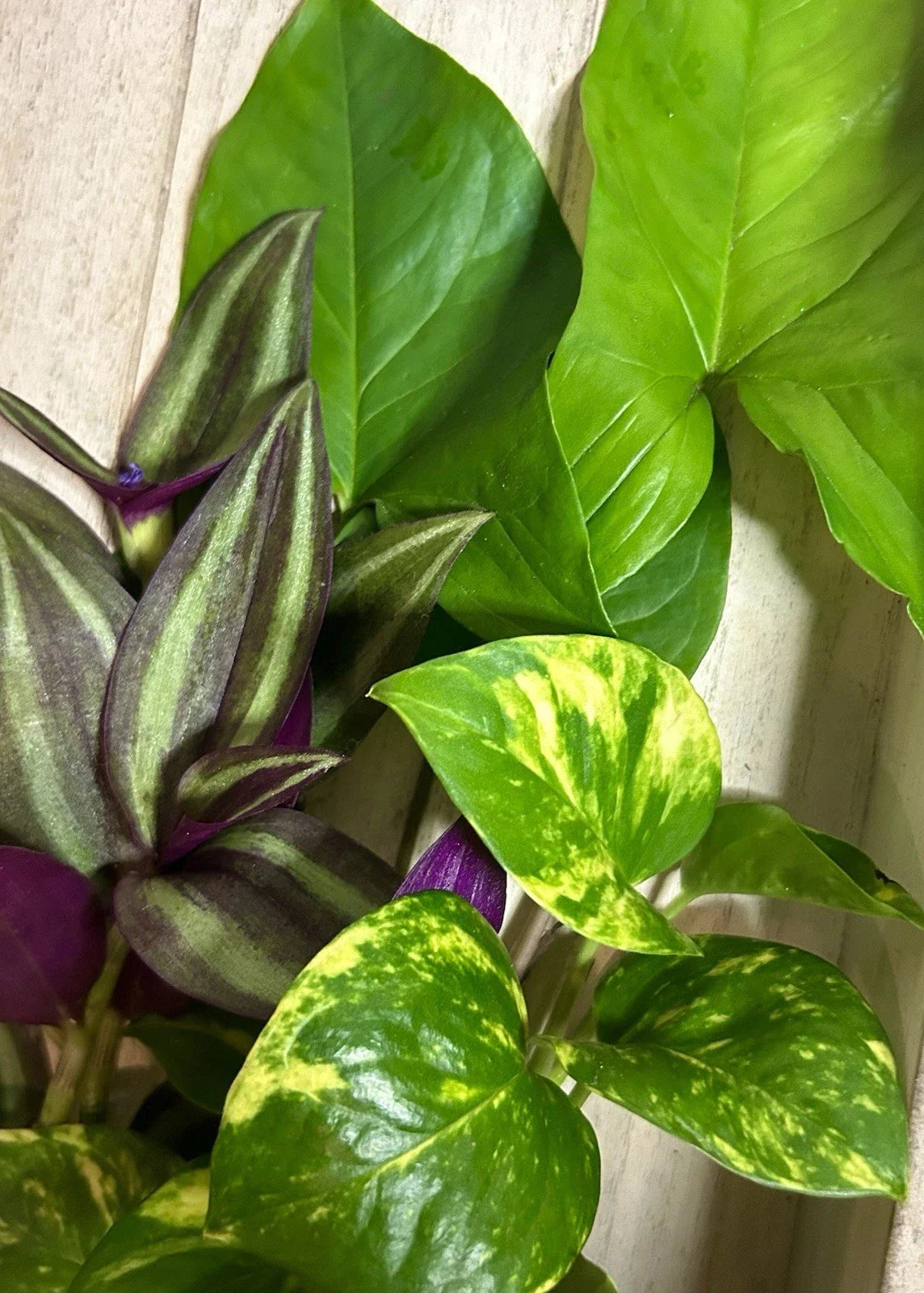 15 Rooted Plant Cuttings - Wandering Jew, Arrowhead Vine, Pothos - Tradescantia zebrina, Syngonium podophyllum, Epipremnum aureum