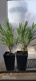 Lavender Plants 3" Pots, Grosso Variety, Aromatic Herb, Well Rooted, Perfect for Spa Garden, Lavandula angustifolia