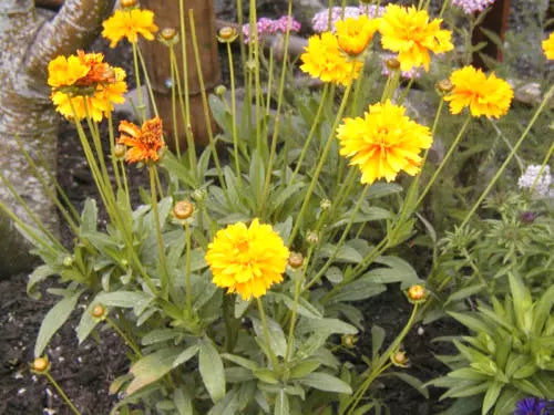 Coreopsis Lance-Leaf Seeds - 239 Count - Perennial Wildflower - Coreopsis lanceolata - GroCo USA - Free Shipping