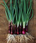 Ruby Red Onion Seeds - 200+ Count Red Stem Scallion (Allium cepa) - USA Grown Organic Gardening Seeds