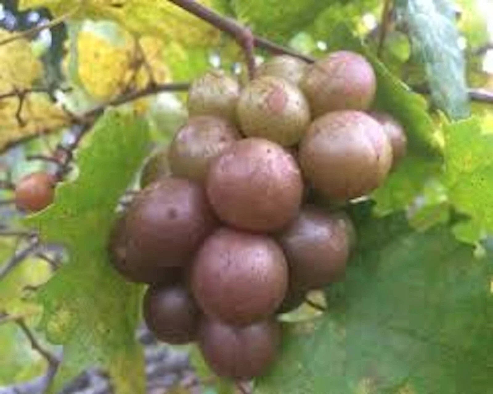 Muscadine Grape Plant 5-Pack Live Vitis rotundifolia Carlos Sweet Edible Vine - Bronze Grapes, Self-Fertile, Disease Resistant