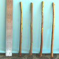 Plum Tree Rootstock Cutting 10 Pack Semi-Dwarf NO ROOT for Scion-Wood Grafting Prunus domestica