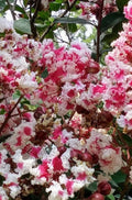 Fresh Cuttings Queens Lace Crepe Myrtle Variegated Dark Pink & White Lagerstroemia indica
