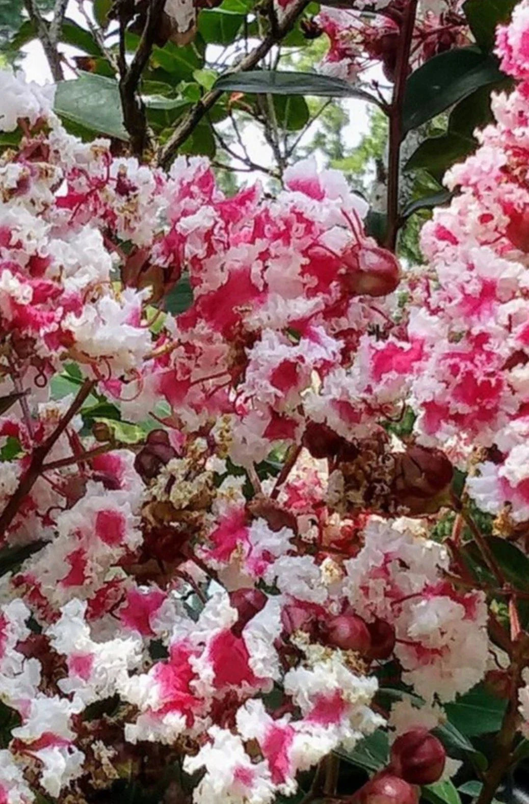 Fresh Cuttings Queens Lace Crepe Myrtle Variegated Dark Pink & White Lagerstroemia indica