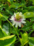 Passion Fruit Plant Cuttings 8-10” Fresh Passiflora Edulis Vine No Root