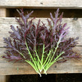 Mizuna Red Streaks Mustard Seeds, Spider Mustard, NON-GMO, Konya Variety, Organic Gardening Seeds