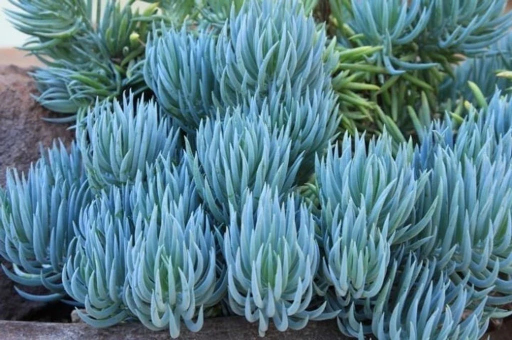 Blue Chalk Sticks Succulent Cutting - Healthy Live Plant, Easy Care, Rare Variety (Senecio mandraliscae)
