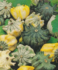 Gourd Seeds - Shenot's Crown of Thorns - Fresh Gourd Seed - Unique Decorative Gourds - Cucurbita pepo