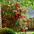 Weeping Bottle Brush Seeds - 100+ Fast Growing Red Flower Seeds (C. viminalis) for Garden Planting