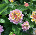 Lantana Plants Plugs, Baby Size, Heartland Blue Moon, Lantana camara, 4 Starter Plants, Light Pink/Yellow Blooms, Vigorous Growth