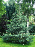 White Spruce Seeds, 50 Pack, Picea glauca, Ideal for Landscaping and Reforestation Projects