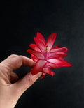 Schlumbergera Plant - 3 Segments - Christmas Cactus - Zygocactus truncatus