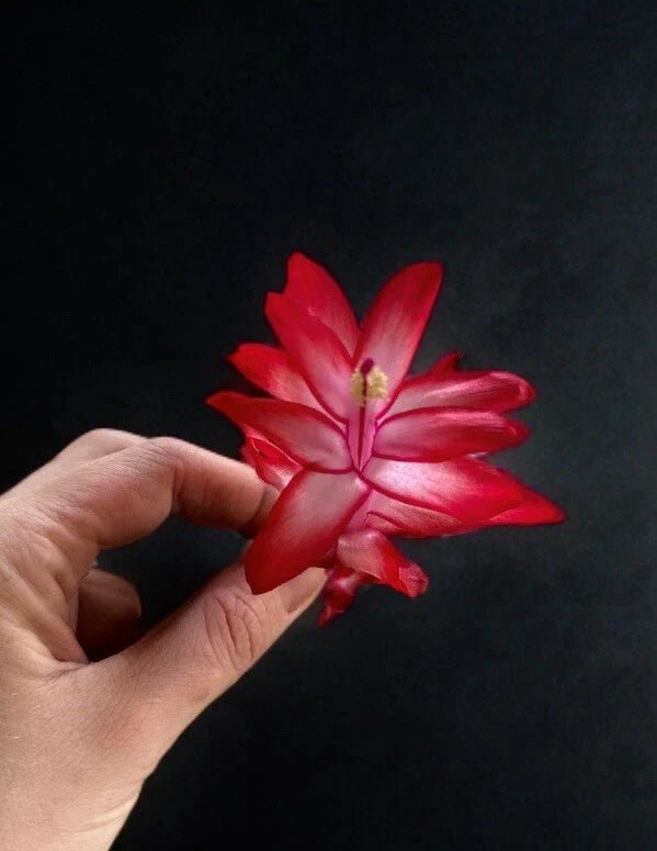 Schlumbergera Plant - 3 Segments - Christmas Cactus - Zygocactus truncatus