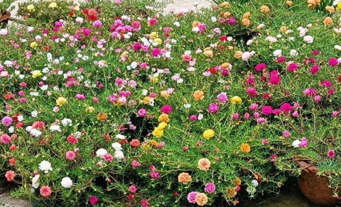 Mixed Moss Rose Seeds - 1000+ Seeds - Portulaca Grandiflora - Colorful Ground Cover for Gardens