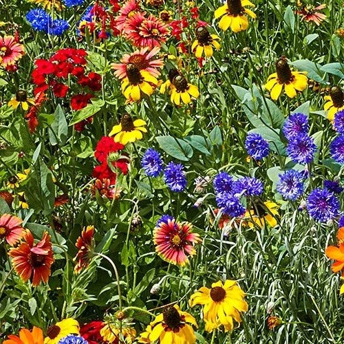 Southeast Wildflower Seed Mix, 25 Varieties of Annuals & Perennials, Native Plants, Eco-Friendly, Pollinator Friendly
