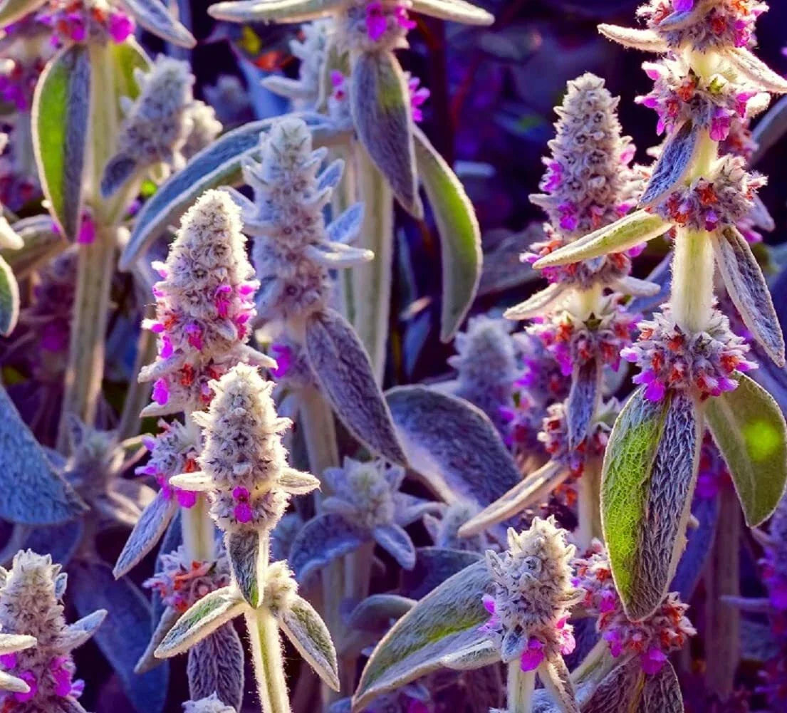 Lamb's Ear Seeds - 100+ Pack - Byzantina Variety - Stachys byzantina - Made in USA, Ships from Iowa