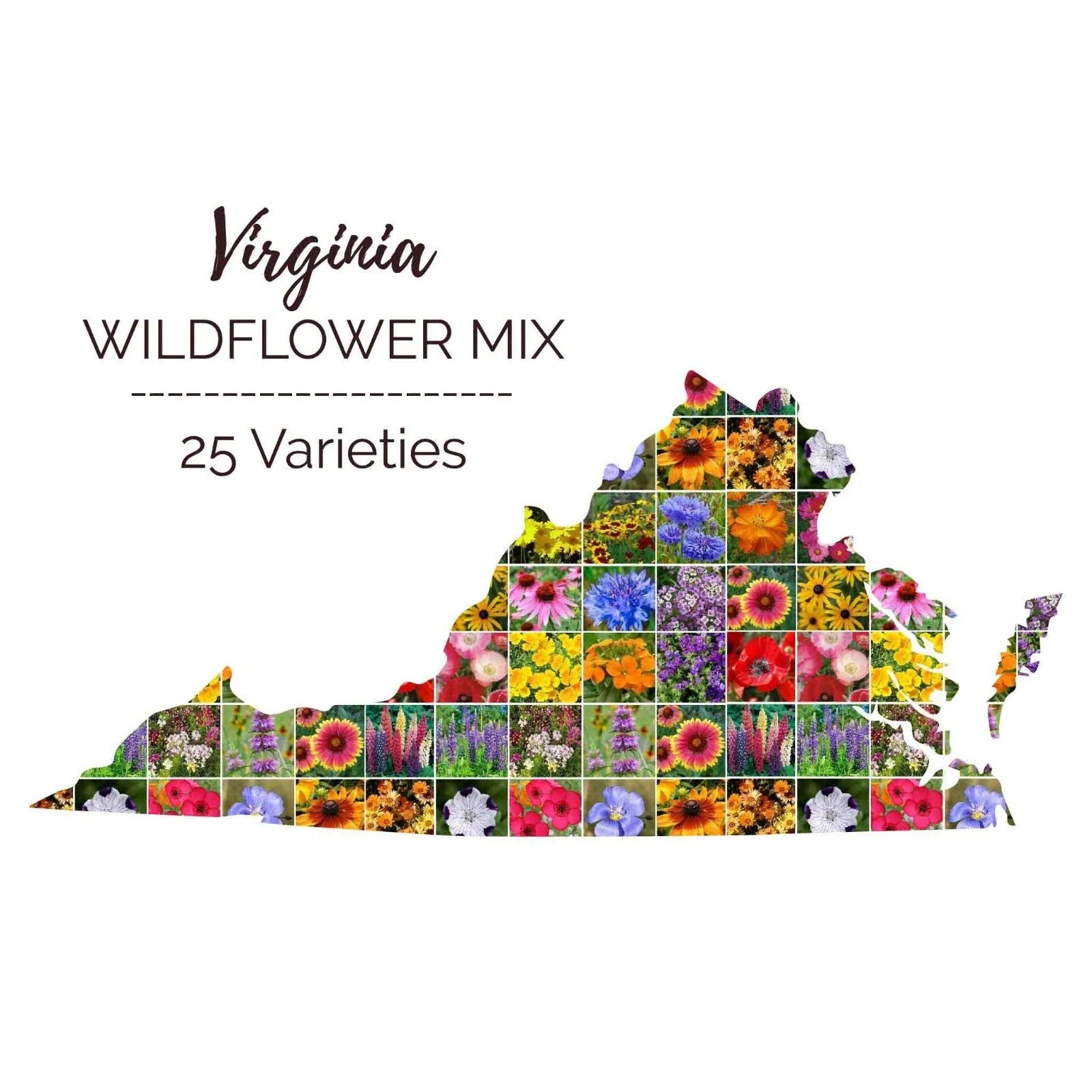Wildflower Seed Mix - Virginia State Perennials & Annuals - 25 Non-GMO Species - 1000 Seeds