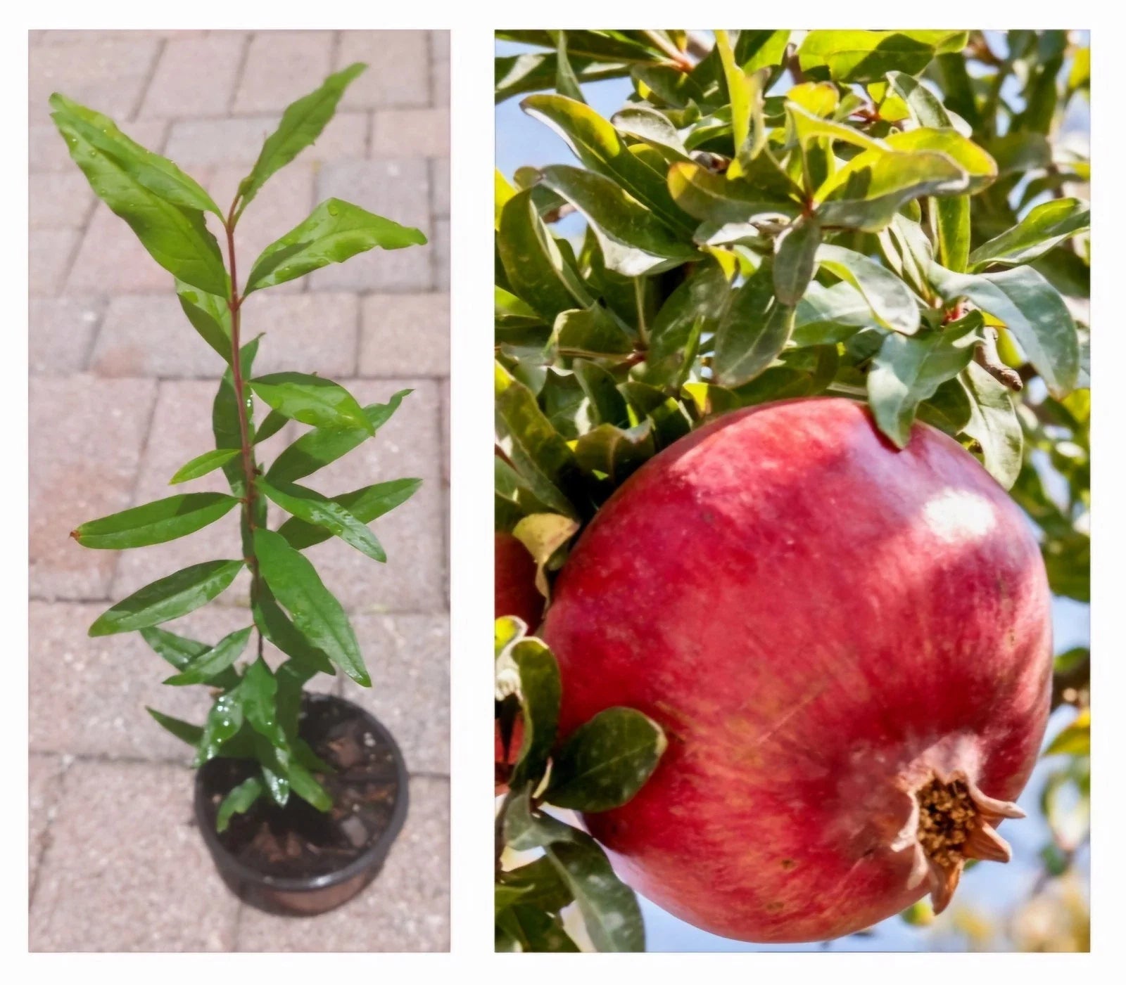 Pomegranate Tree in Pot - Large Size, Pink Fruits - Punica granatum