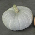 Silver Moon Pumpkin Seeds | 10 Seeds per Packet | Silver Stacker Variety | Cucurbita pepo