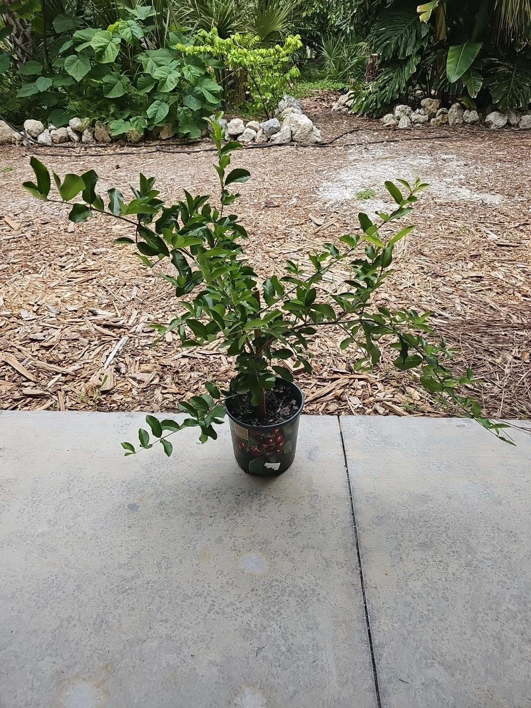 Large Barbados Cherry Tree 35" Tall Tropical Fruit Plant Florida Malpighia emarginata