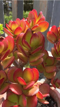 RARE RED AKAI Jade Succulent Cutting 1 Unrooted Crassula Ovata Plant - Unique Colorful Houseplant for Collectors