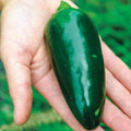 Green Giant Jalapeno Pepper Seeds - 25+ Pack for Garden Planting - Capsicum annuum - USA Grown, Free Shipping
