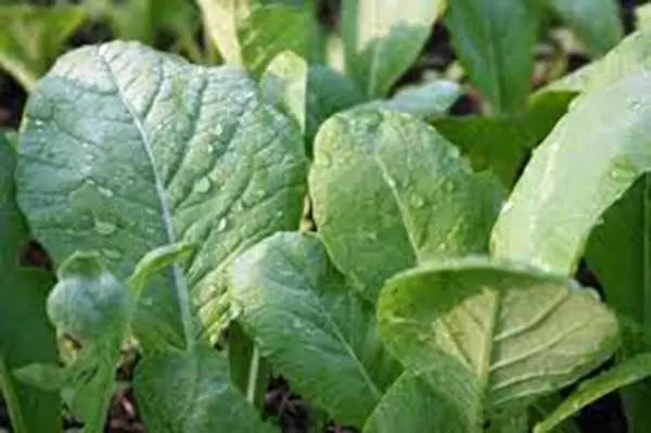 Mustard Greens Seeds, Heirloom Tendergreen, Non-GMO, 100 Seeds, Green - Brassica juncea