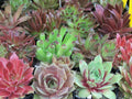 Rooted Sempervivum Hen & Chicks Starter Plants - 10 Varieties in 2" Pots - Succulent Collection
