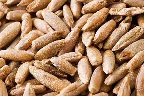 Rye Berries 4 Pounds | High Fiber & Iron | Whole Grain Rye (Secale cereale) - 4 lb Bag